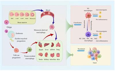 The role of tumor-associated macrophages and soluble mediators in pulmonary metastatic melanoma